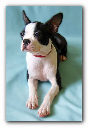 Miley the Boston Terrier Puppy