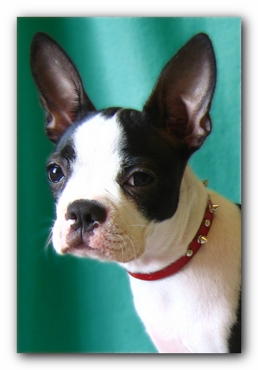 Miley the Boston Terrier Puppy