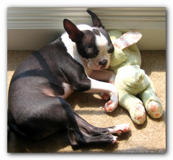 Miley the Boston Terrier Puppy