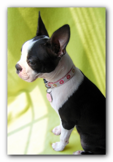Miley the Boston Terrier Puppy