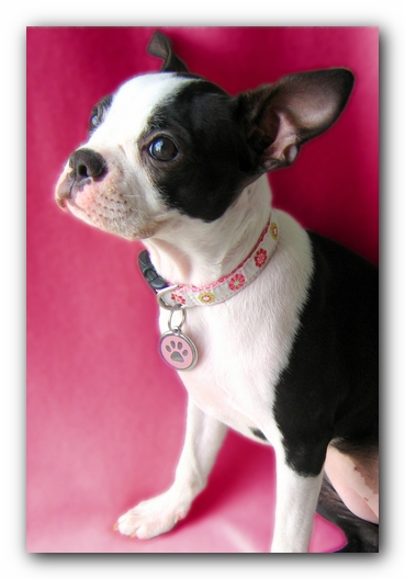 Miley the Boston Terrier Puppy