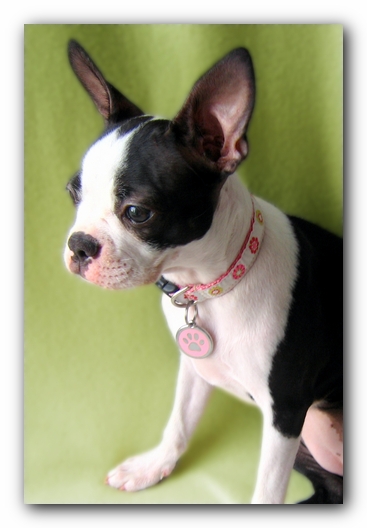 Miley the Boston Terrier Puppy