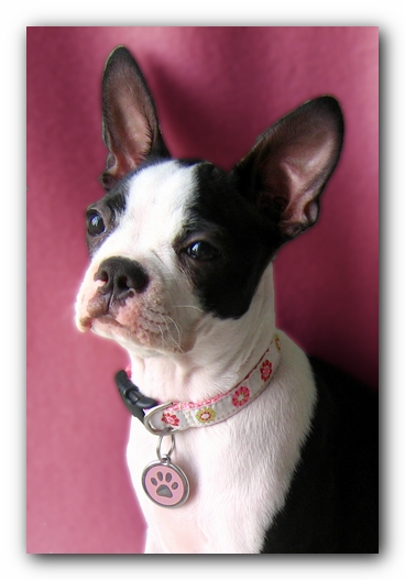 Miley the Boston Terrier Puppy
