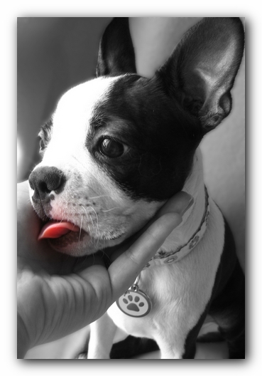Miley the Boston Terrier Puppy