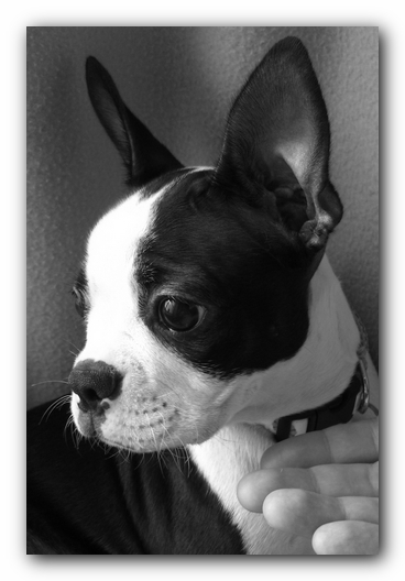 Miley the Boston Terrier Puppy