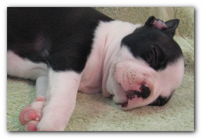 Miley the Boston Terrier Puppy
