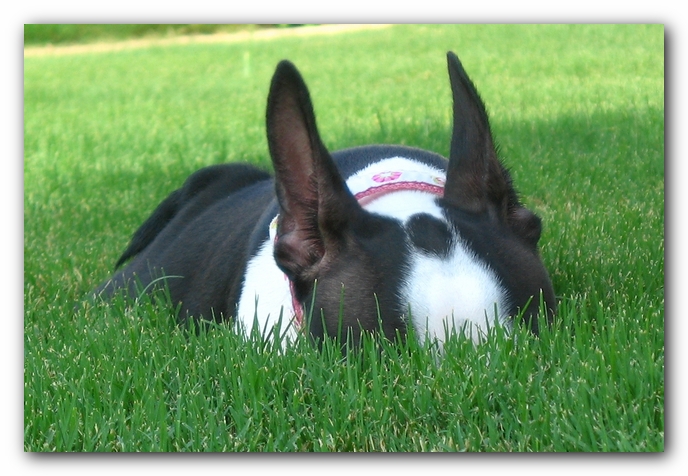 Miley the Boston Terrier Puppy