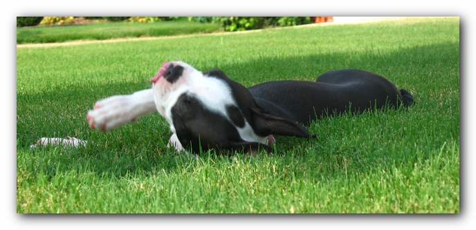 Miley the Boston Terrier Puppy