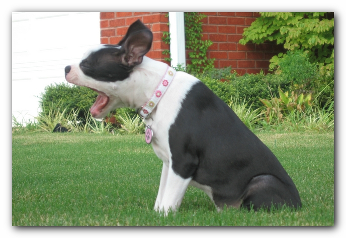 Miley the Boston Terrier Puppy
