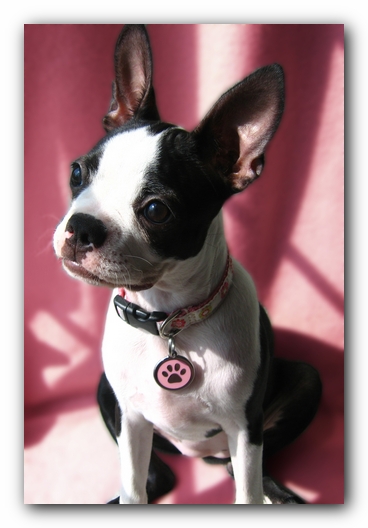 Miley the Boston Terrier Puppy