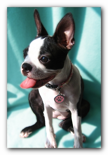 Miley the Boston Terrier Puppy
