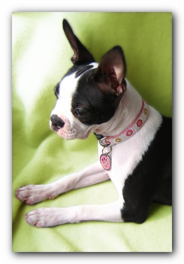 Miley the Boston Terrier Puppy