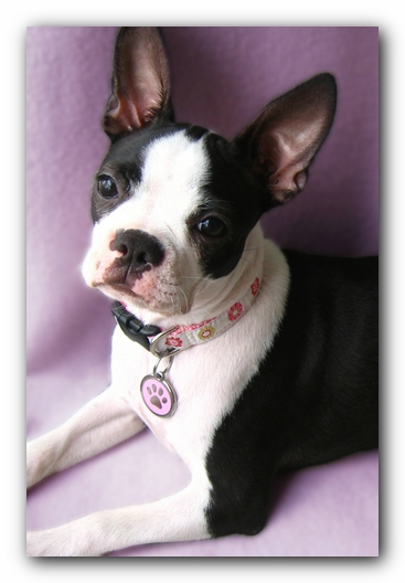 Miley the Boston Terrier Puppy