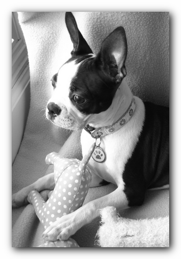 Miley the Boston Terrier Puppy