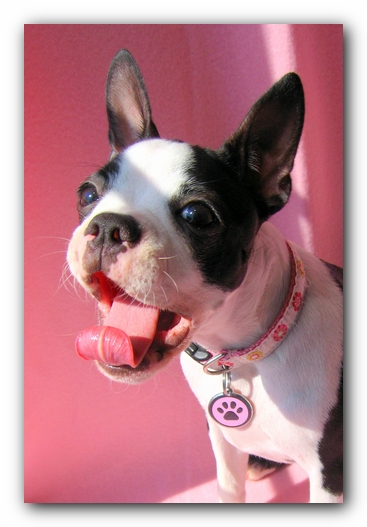 Miley the Boston Terrier Puppy