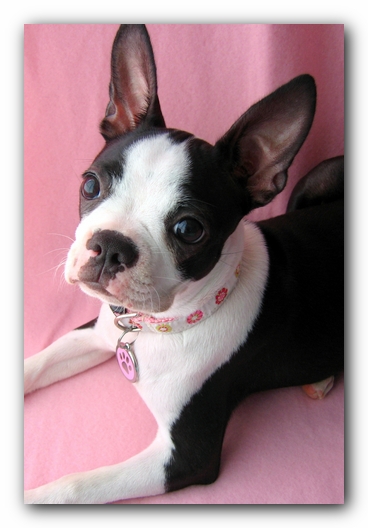 Miley the Boston Terrier Puppy