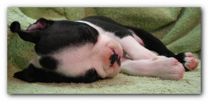 Miley the Boston Terrier Puppy