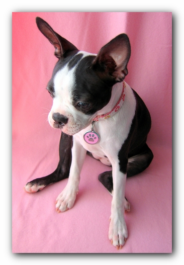 Miley the Boston Terrier Puppy