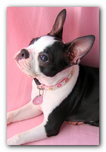 Miley the Boston Terrier Puppy