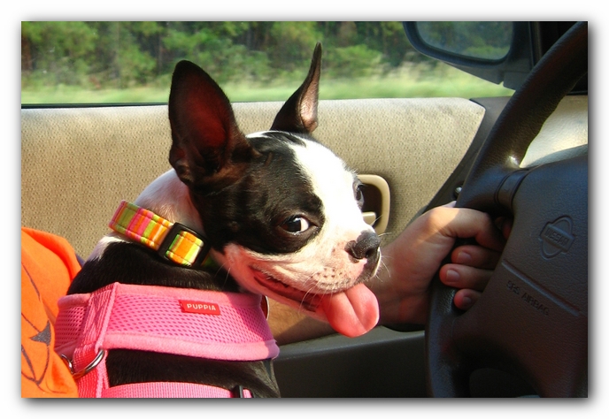 Miley the Boston Terrier Puppy