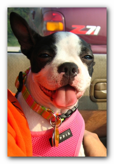 Miley the Boston Terrier Puppy