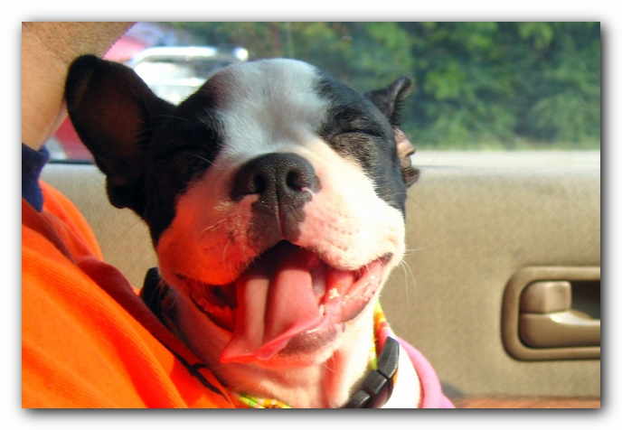 Miley the Boston Terrier Puppy