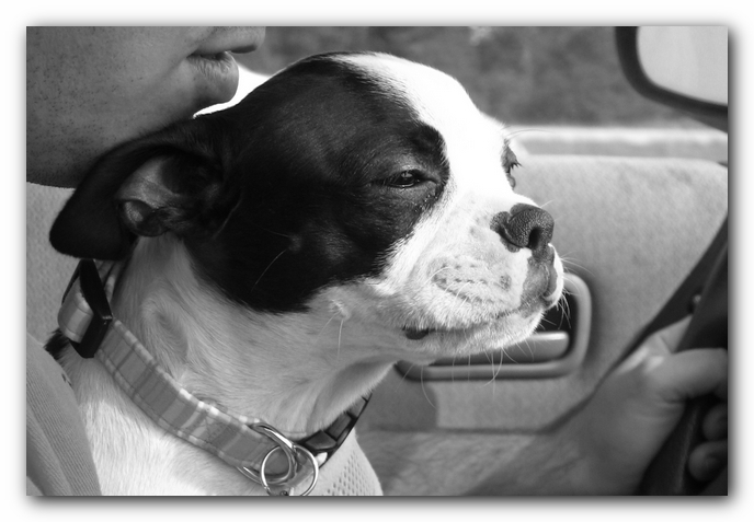 Miley the Boston Terrier Puppy