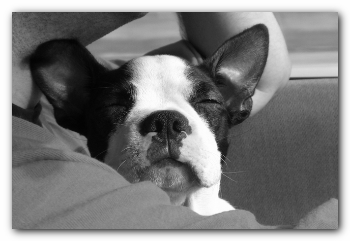 Miley the Boston Terrier Puppy