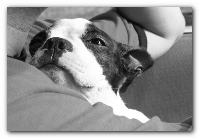 Miley the Boston Terrier Puppy