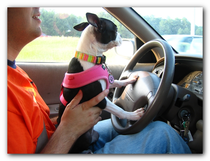 Miley the Boston Terrier Puppy