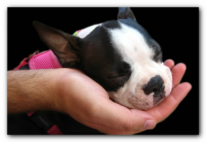 Miley the Boston Terrier Puppy