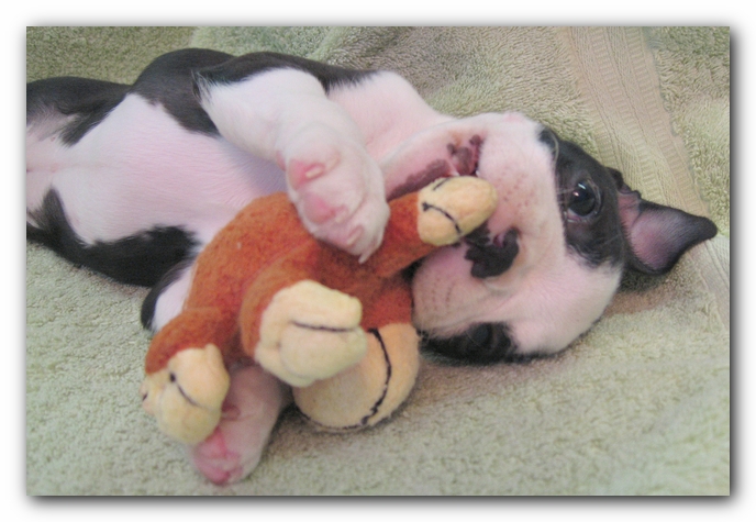 Miley the Boston Terrier Puppy