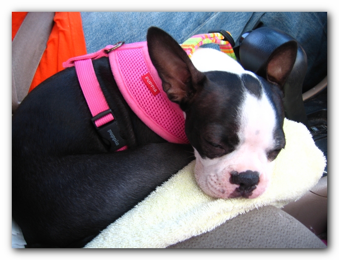 Miley the Boston Terrier Puppy
