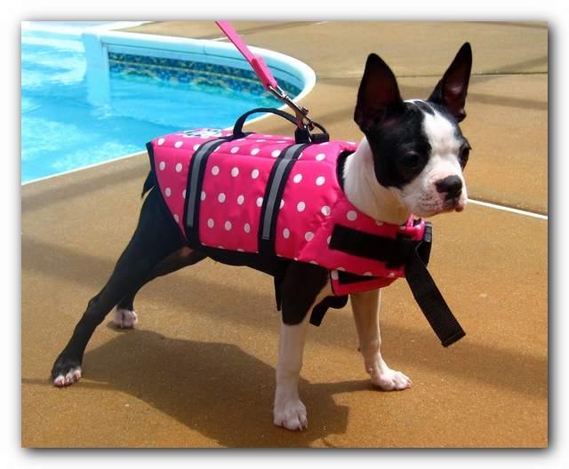 Miley the Boston Terrier Puppy