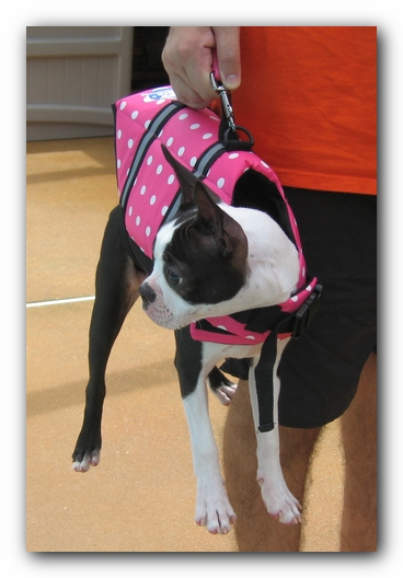 Miley the Boston Terrier Puppy