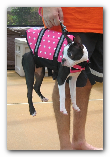 Miley the Boston Terrier Puppy