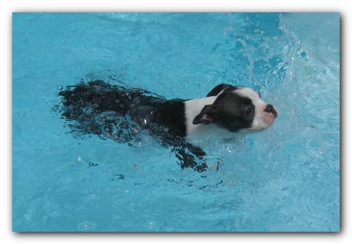 Miley the Boston Terrier Puppy
