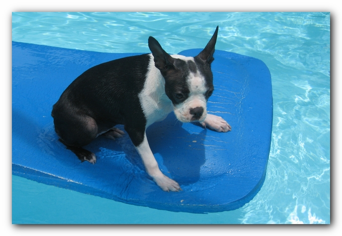 Miley the Boston Terrier Puppy