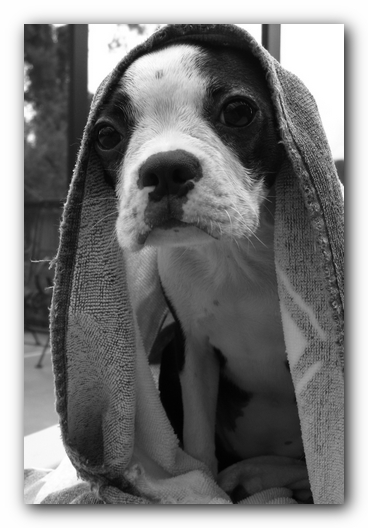 Miley the Boston Terrier Puppy