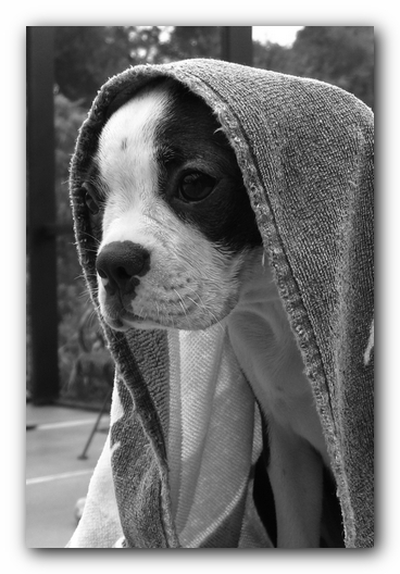 Miley the Boston Terrier Puppy