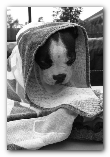 Miley the Boston Terrier Puppy