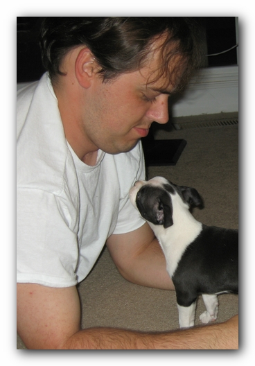 Miley the Boston Terrier Puppy