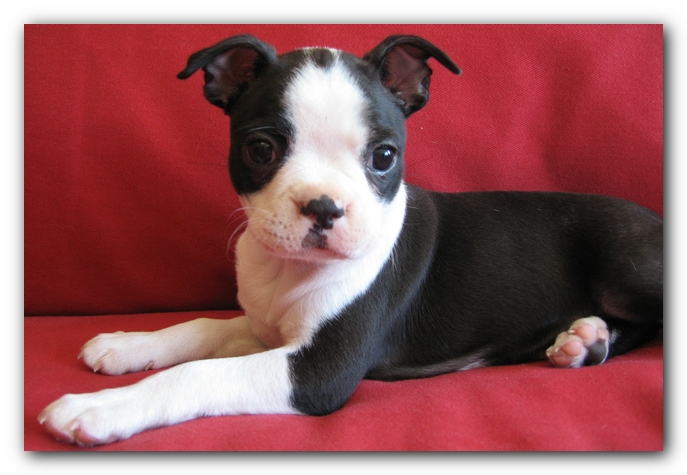 Miley the Boston Terrier Puppy