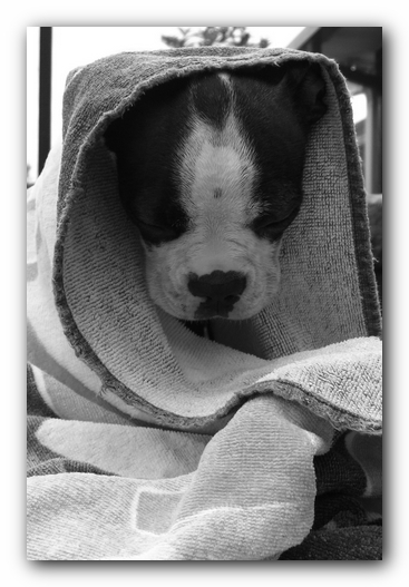Miley the Boston Terrier Puppy