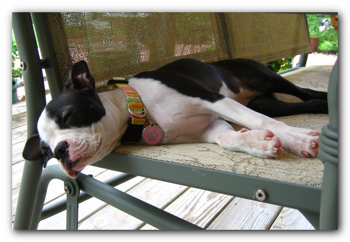 Miley the Boston Terrier Puppy