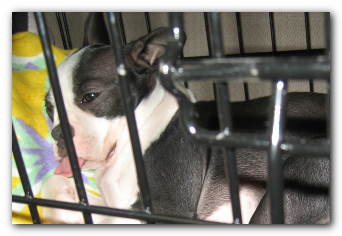 Miley the Boston Terrier Puppy