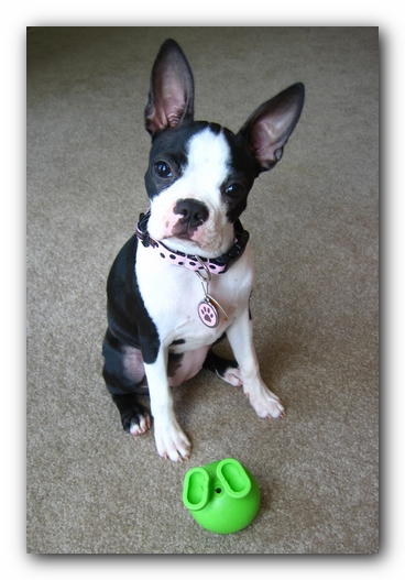 Miley the Boston Terrier Puppy