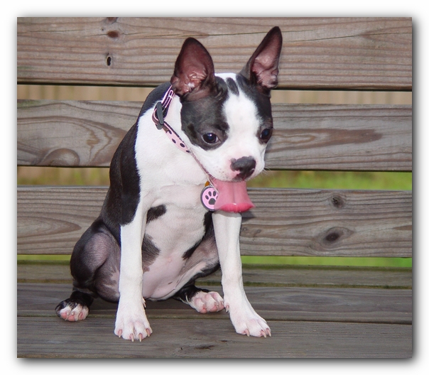 Miley the Boston Terrier Puppy