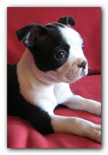 Miley the Boston Terrier Puppy