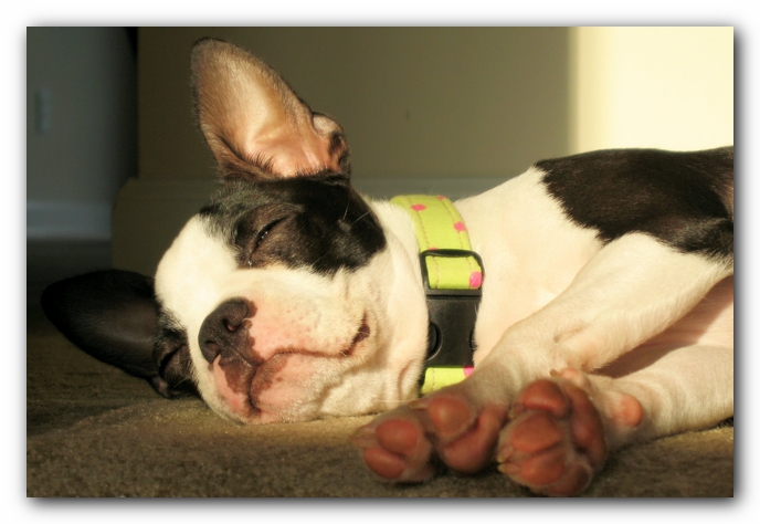 Miley the Boston Terrier Puppy
